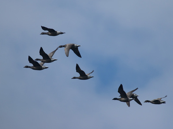 Sepelhanhi, Brent Goose, Branta bernicla